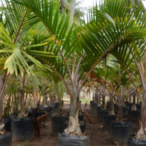 Champaign Palm 3