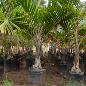 Champaign Palm