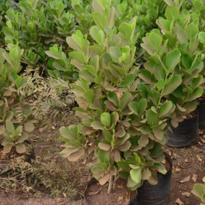 Clusea Dwarf 3