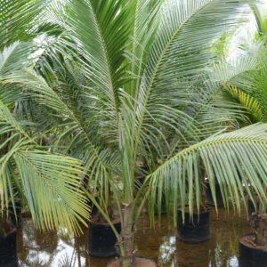 Coconut Ordinary 2