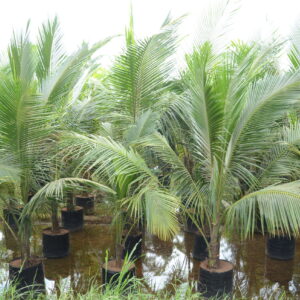 Coconut Ordinary 3