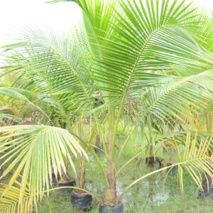 Coconut Ordinary