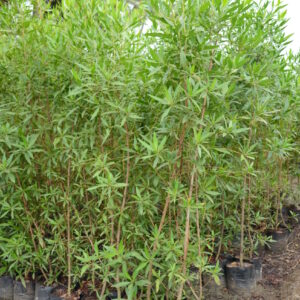 Conocarpus Erectus 2
