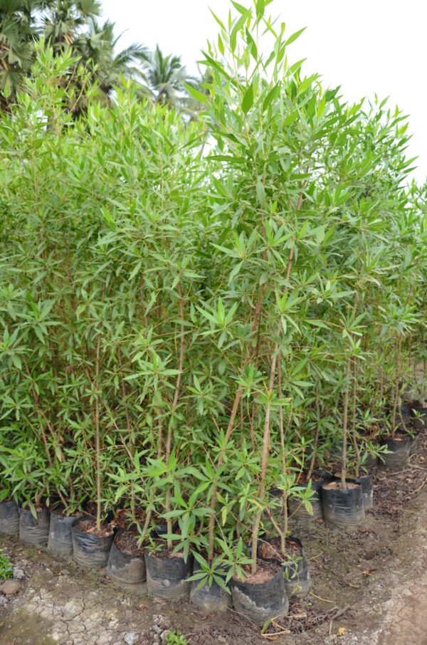 Conocarpus Erectus 2