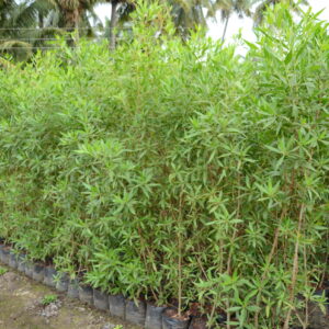 Conocarpus Erectus