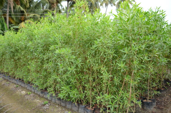 Conocarpus Erectus