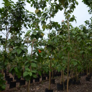 Cordia Sebestena 2