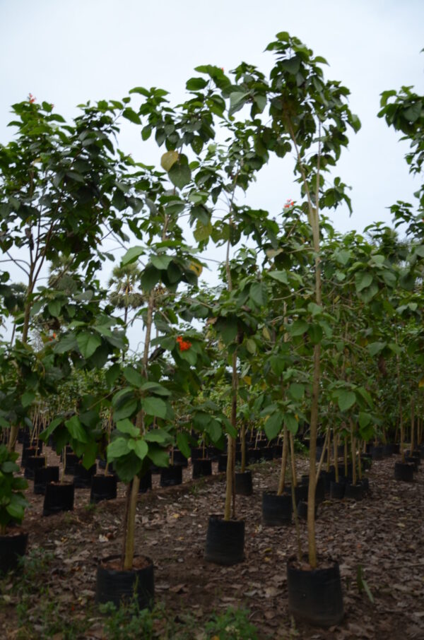 Cordia Sebestena 2