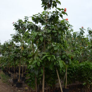 Cordia Sebestena