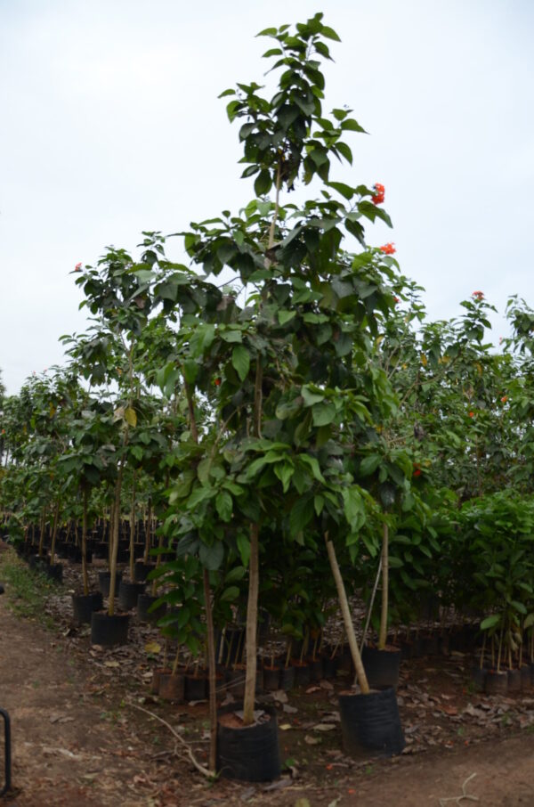 Cordia Sebestena