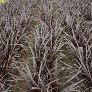 Crinum Asiaticum Black 2