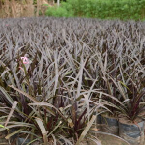 Crinum Asiaticum Black