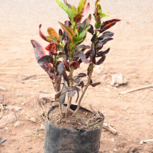 Crotons 3