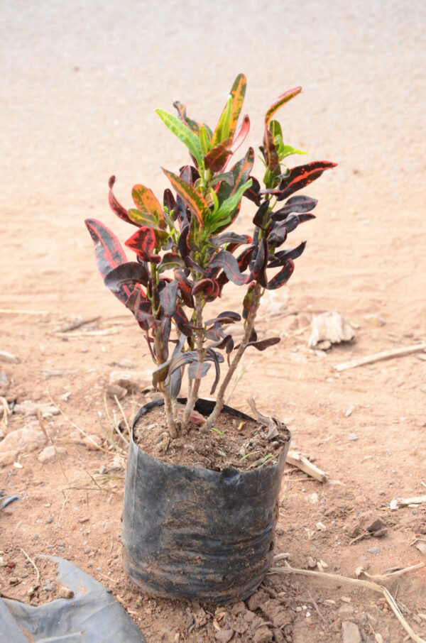 Crotons 3