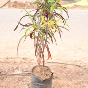 Crotons Narrowleaf