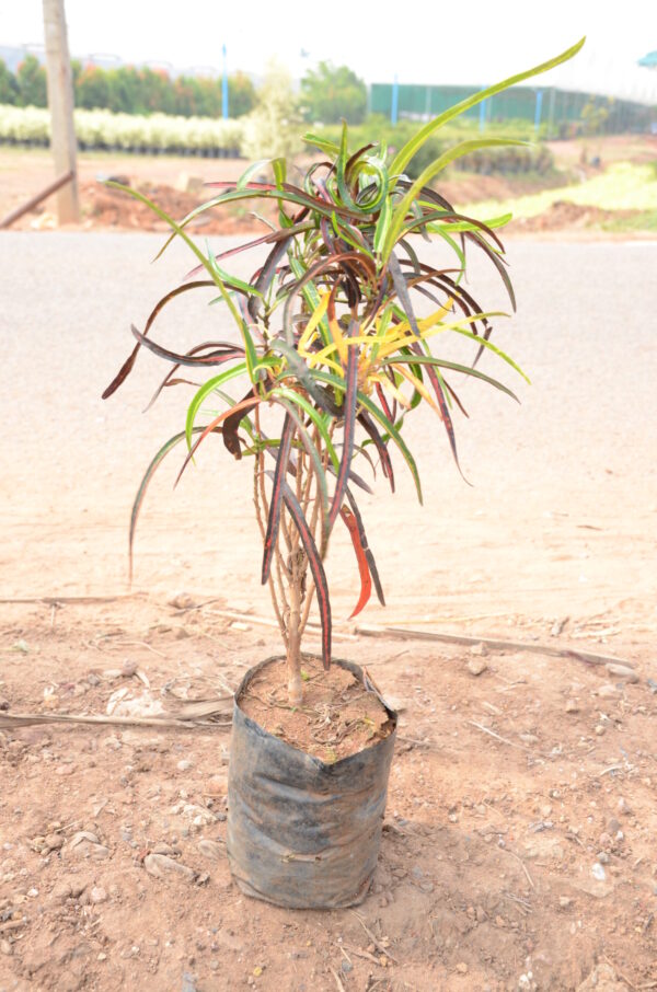 Crotons Narrowleaf