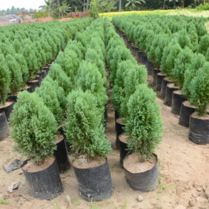 Cypress 2