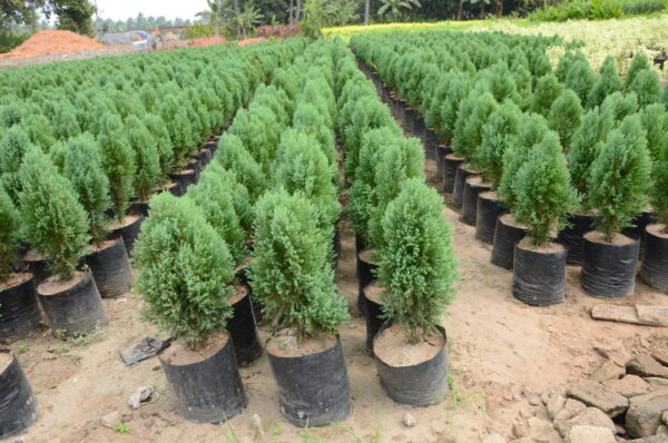 Cypress 2