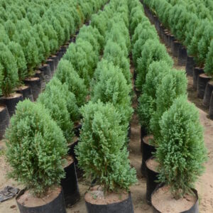 Cypress