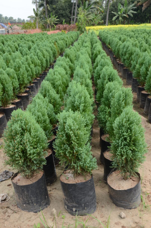 Cypress