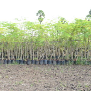 Delonix Regia 2