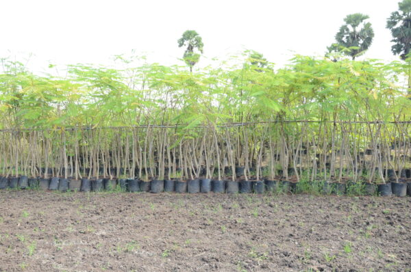 Delonix Regia 2