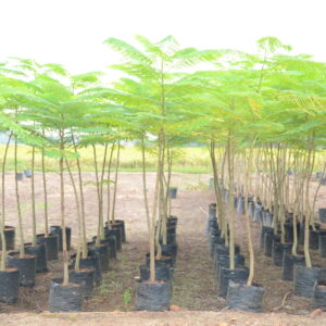 Delonix Regia 3