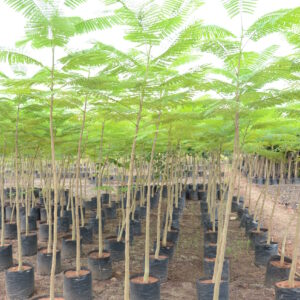 Delonix Regia 4