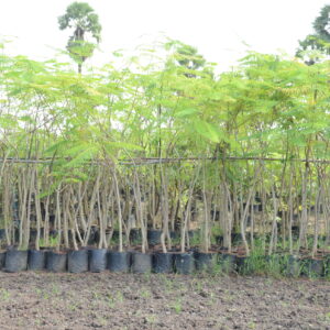 Delonix Regia