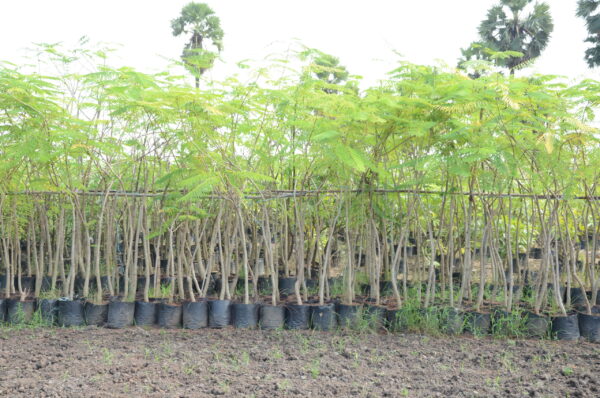 Delonix Regia