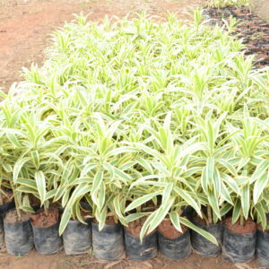 Dracaena Reflexa 2