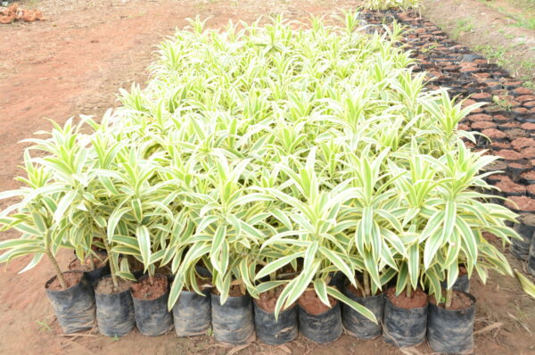 Dracaena Reflexa 2