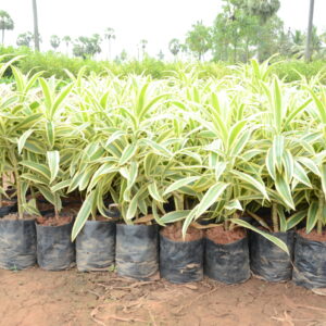 Dracaena Reflexa