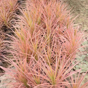 Dracena Coloroma 3