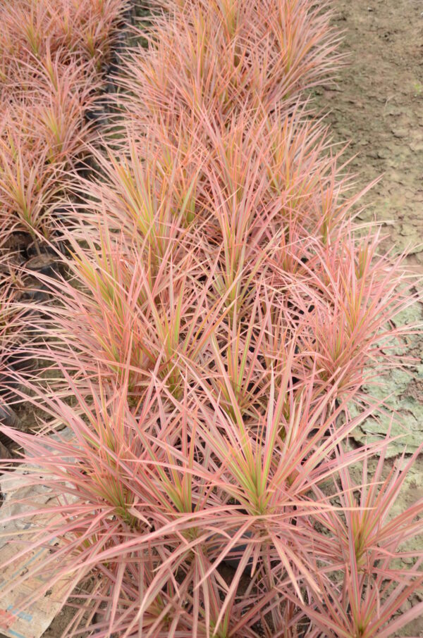 Dracena Coloroma 3