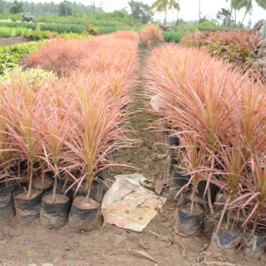 Dracena Coloroma 4