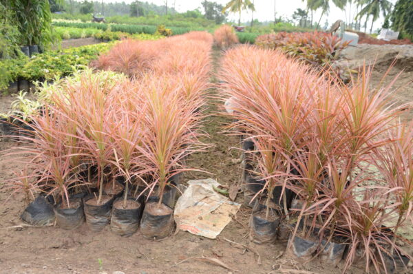 Dracena Coloroma 4