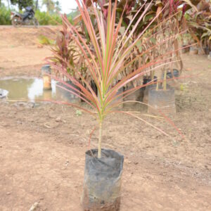 Dracena Coloroma 5
