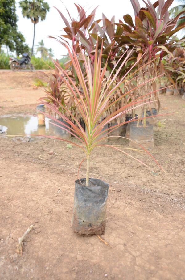 Dracena Coloroma 5