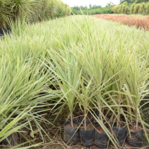 Dracena Coloroma 6