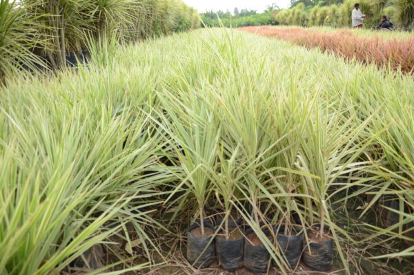 Dracena Coloroma 6