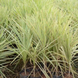 Dracena Coloroma 7