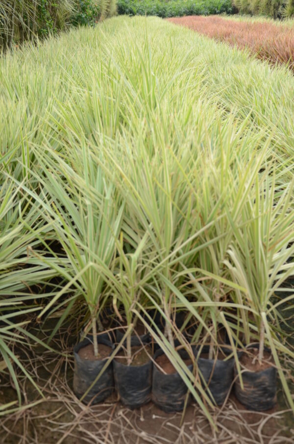 Dracena Coloroma 7