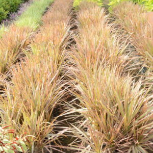 Dracena Coloroma