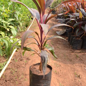 Dracena Mahathma 1