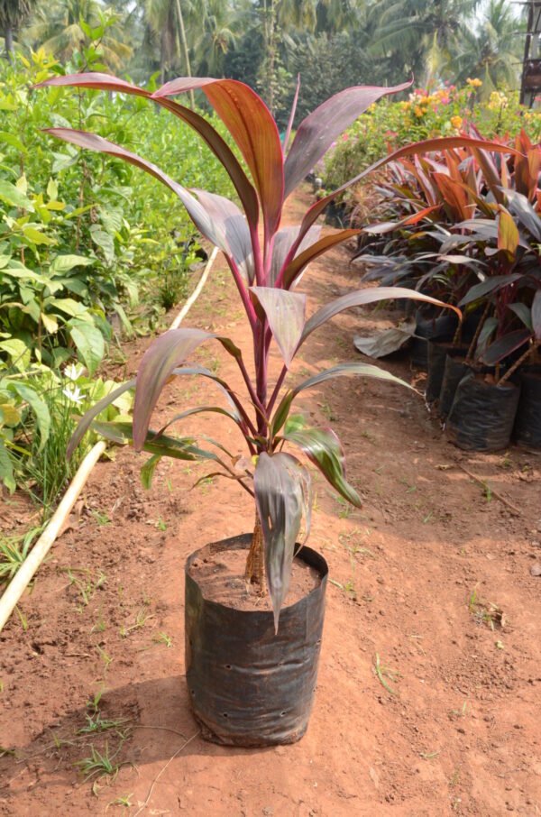 Dracena Mahathma 1