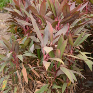 Dracena Mahatma
