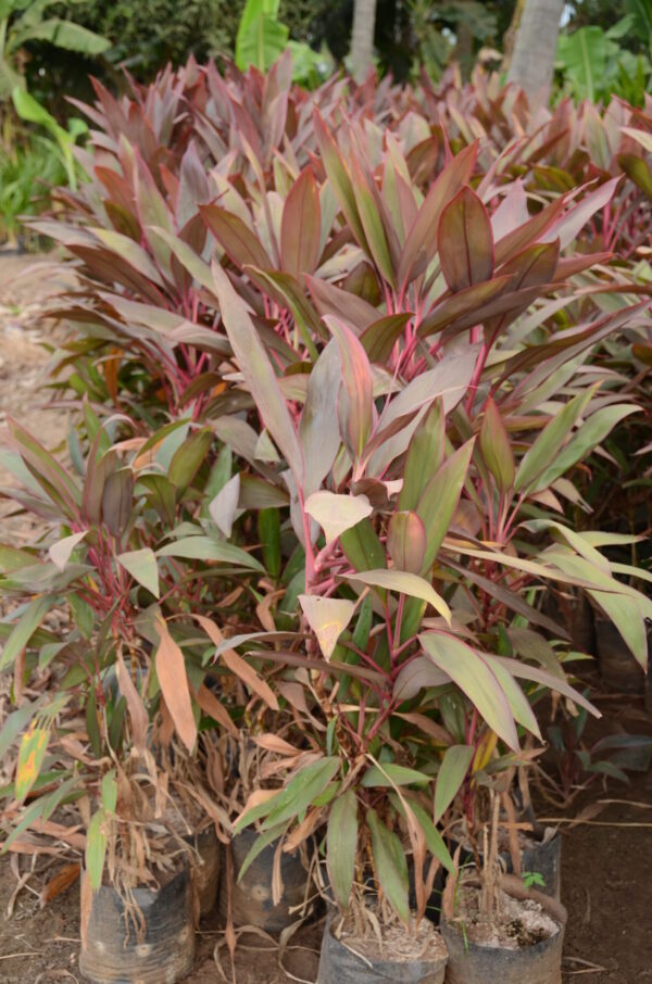 Dracena Mahatma