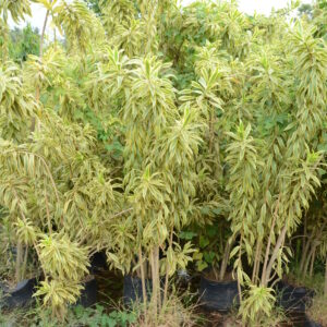 Dracena Reflexa