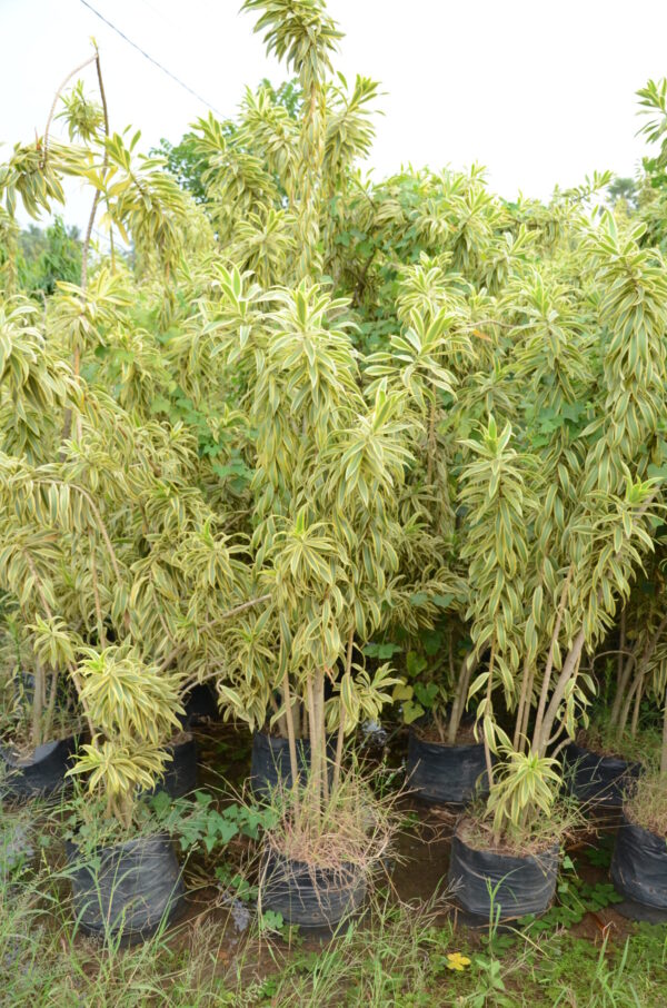 Dracena Reflexa